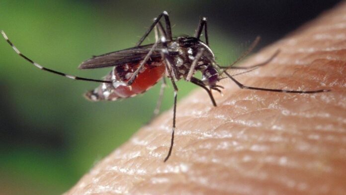 Más de 3 mil casos de leishmaniasis cutánea se registran al año en el país